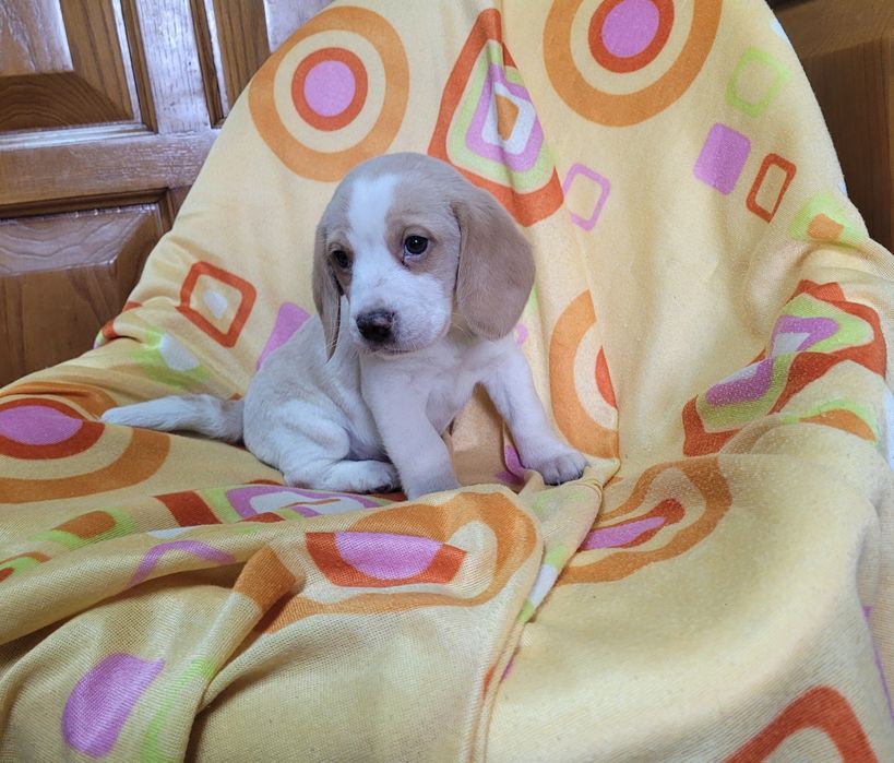 Cachorrinho beagle bicolor