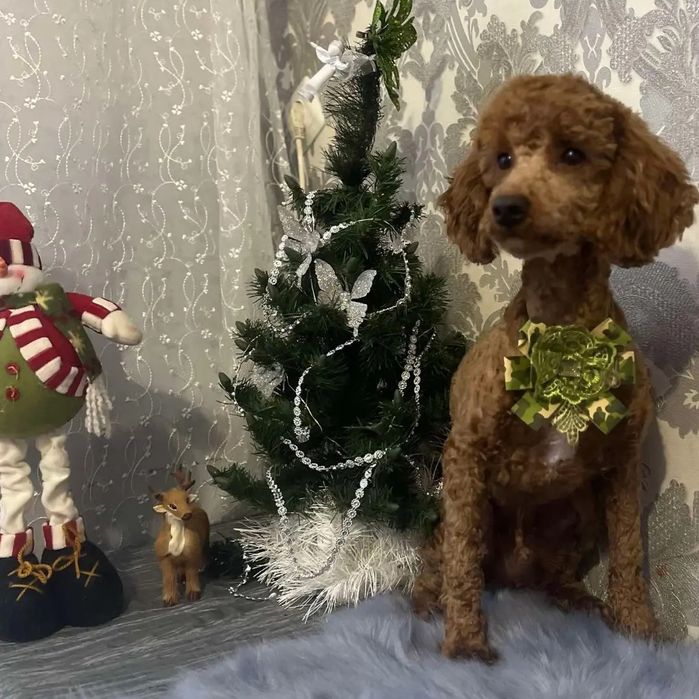 Той пудель вязка документи клубу, родовід