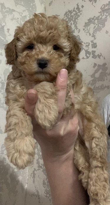 Той Пудель Хлопчик Карамель однотонний