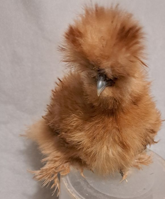 Sprzedam młode  Koguty