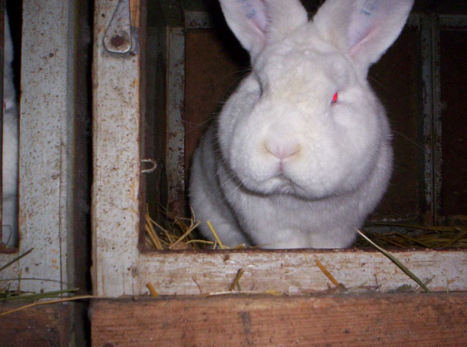 Króliki Nowozelandzkie Białe