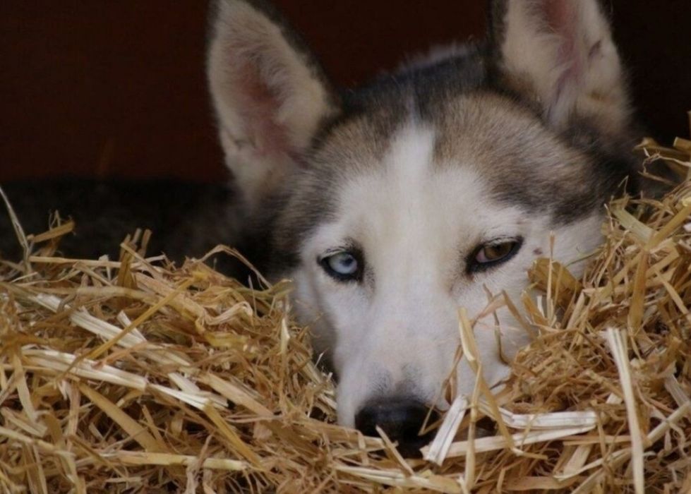 СЕНО ДОСТАВКА ОТ 1 шт в тюках мешках , сіно озиме и др. В наличии.