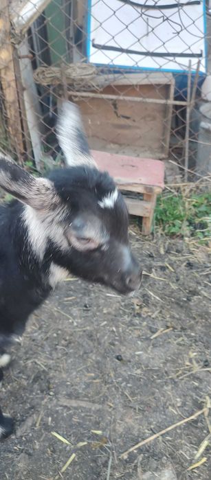 Козенята продам