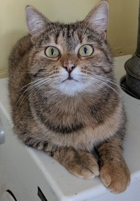 Девочка кошечка компаньон