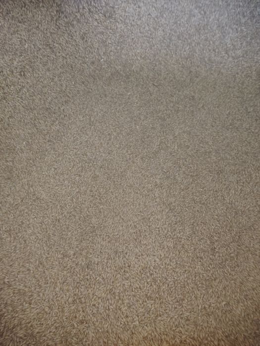 Jęczmień ozimy sprzedam