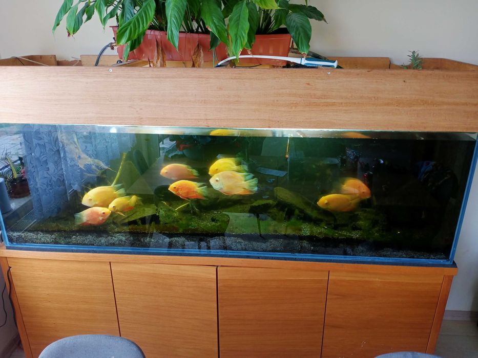 Akwarium - całość