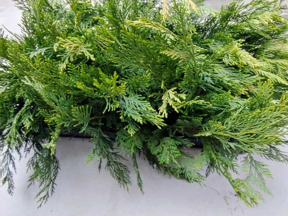 Cupressus leylandii para venda em placas múltiplas 20-35cm