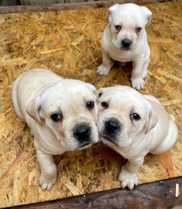 Цуценята Кане Корсо