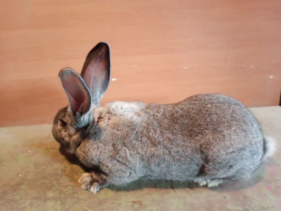 Sprzedam królika olbrzym belgijski samiec  9 miesięcy