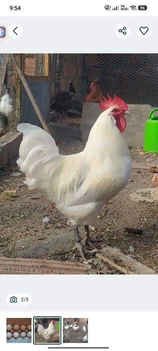 Ovos Galados da raça La Bresse Gauloise