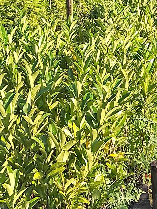 Jardins limpezas terrenos construção jardins