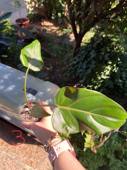 Philodendron Summer Glory