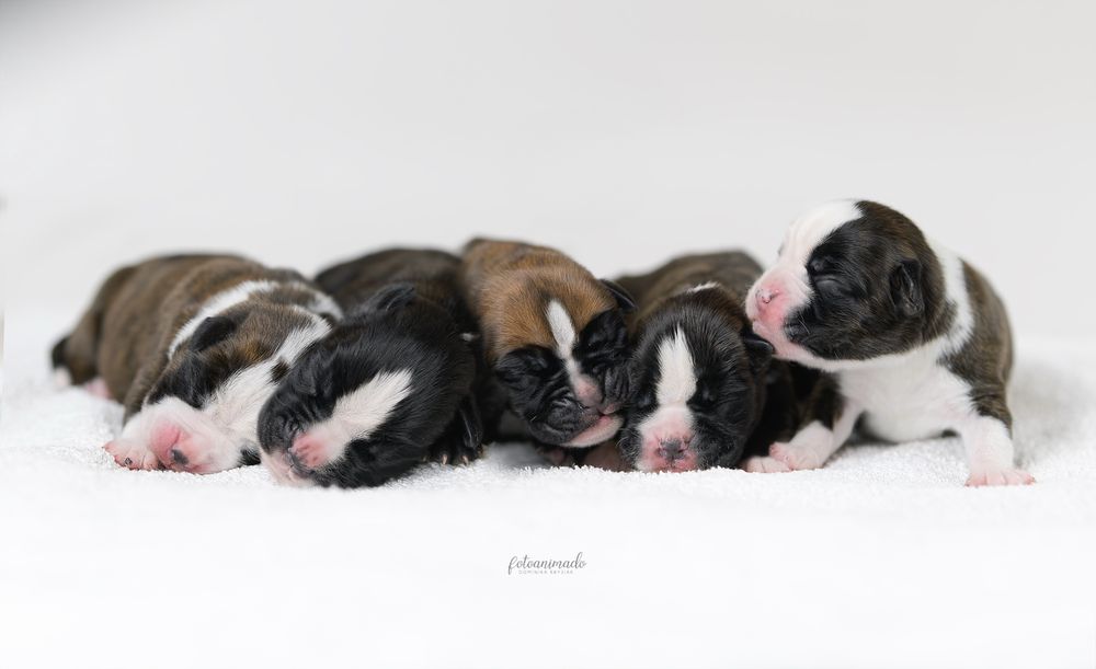 Bokser rasowy szczeniak ZKwP/FCI