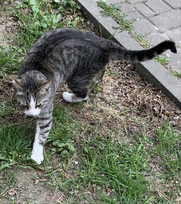 Котик в добрі і відповідальні,люблячі руки