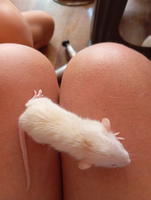 Криси, пацюки, щури