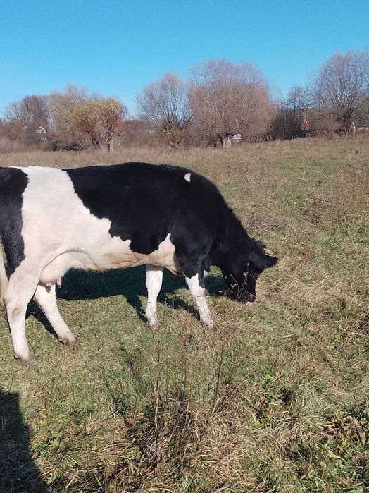 Продам молоду тільну корову