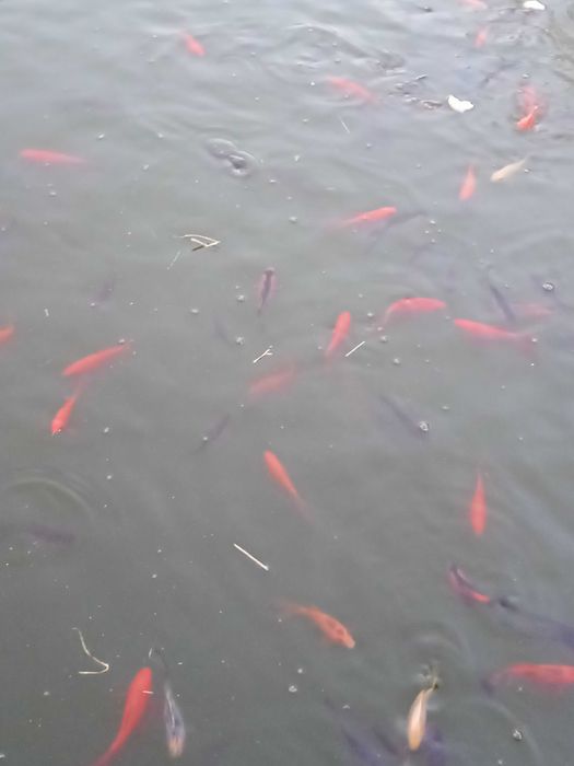 Sprzedam ryby do oczka wodnego