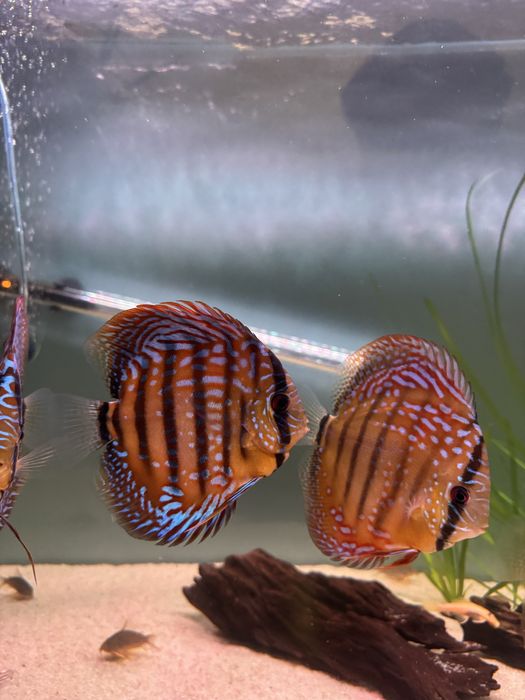 Peixes Discus Saudáveis