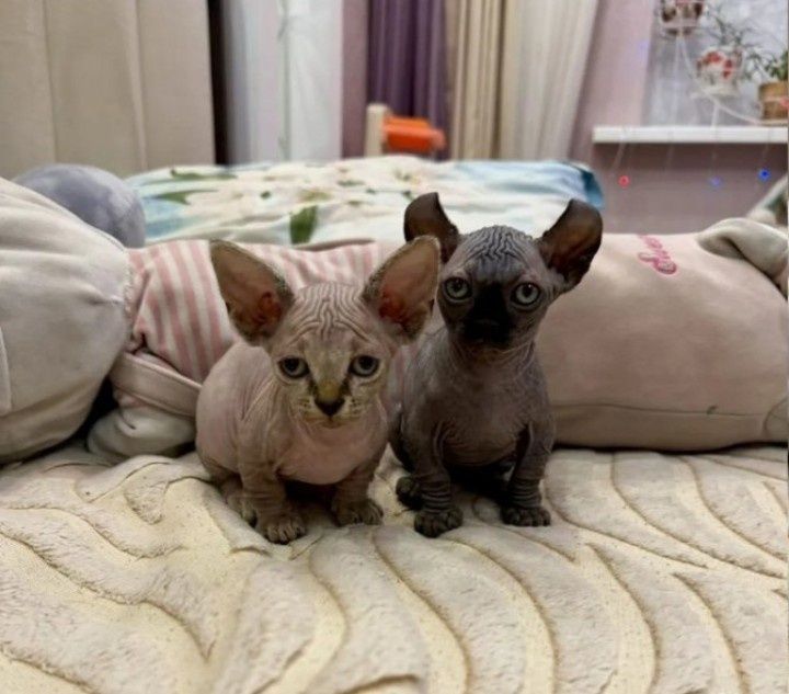 Котята від канадського сфінкса