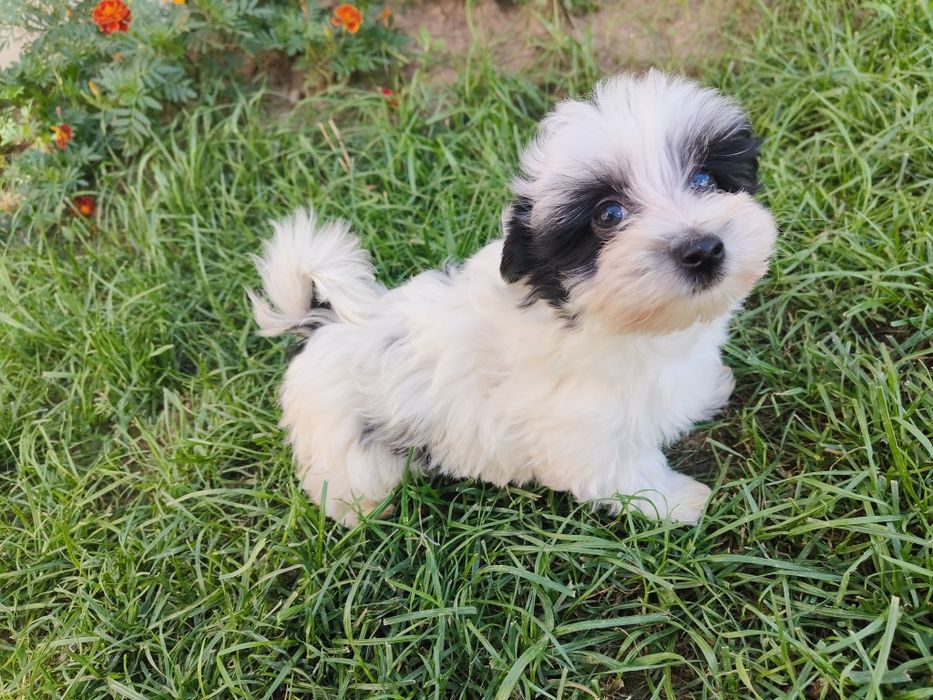 Pieski Yorkshire terrier