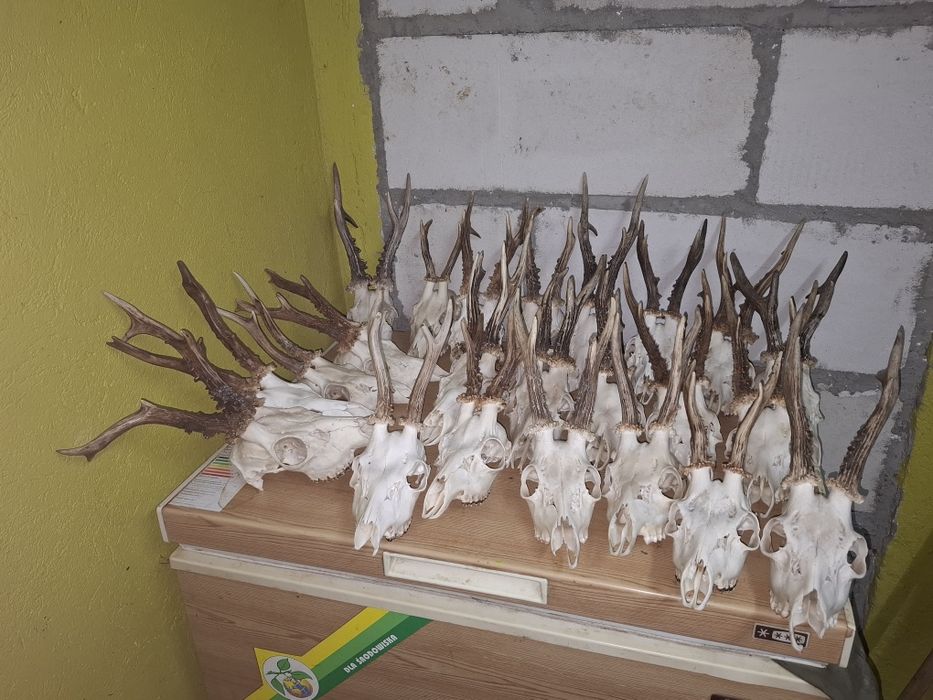 Parostki Kozła 24 sztuki