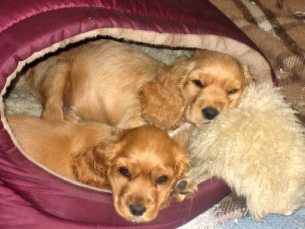 Це не просто песик. Це частинка щастя