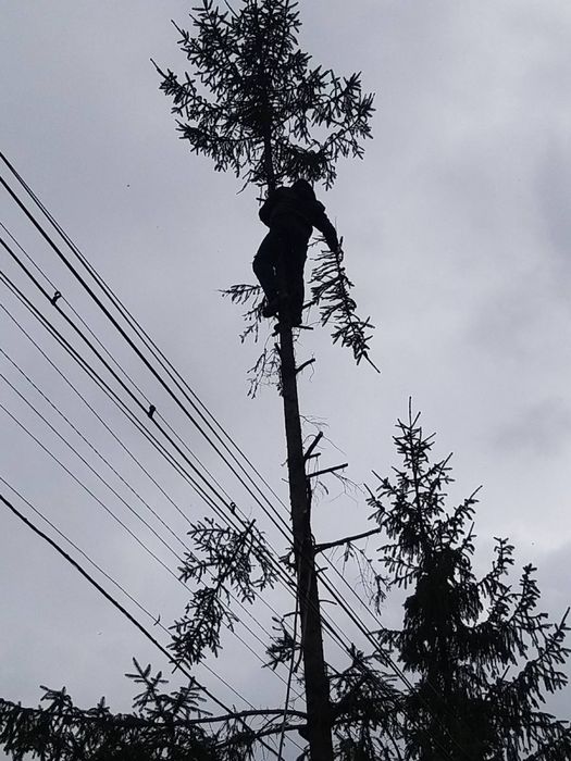 Зрізання, спилювання, валка, обрізка дерев, розчищення ділянок