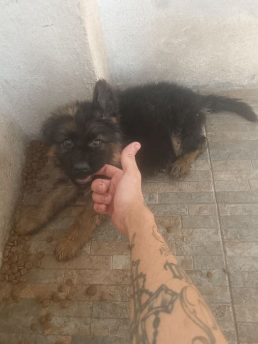 Fêmea Pastor alemão puro pêlo longo