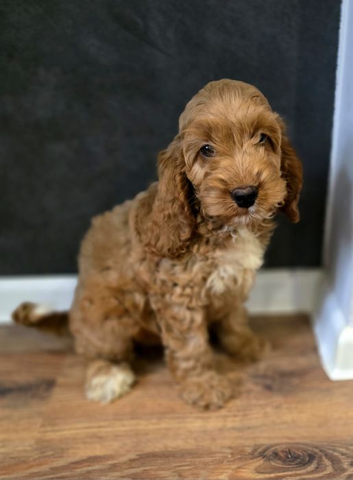 Piesek cockapoo!