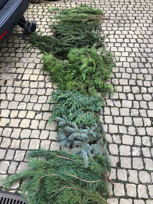 Мікси свіжої хвої.