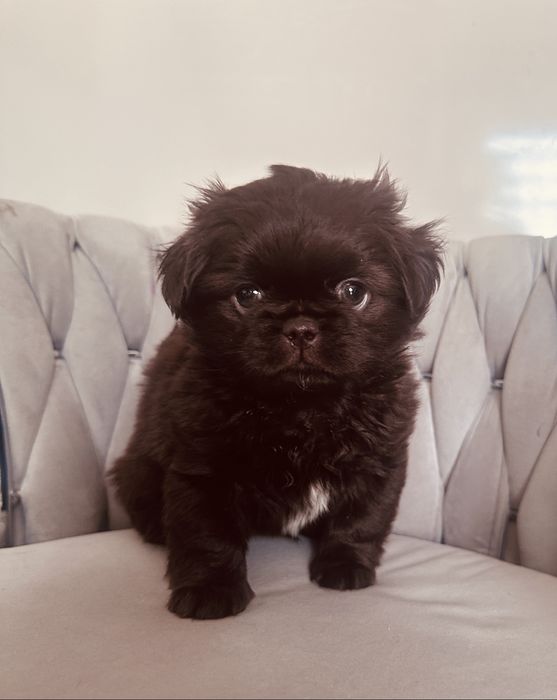 Piesek czekoladowy shih tzu