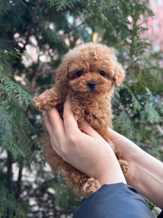 Мальтіпу міні дівчинка