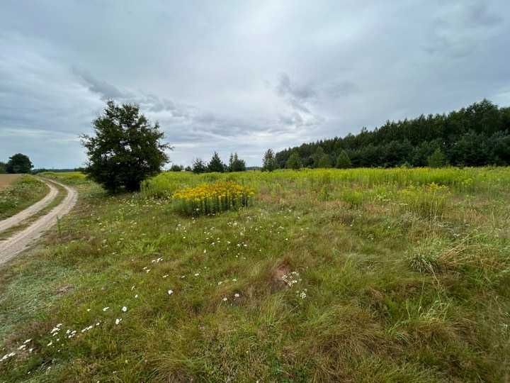 Działka z Warunkami Zabudowy 6300 m².  Pod lasem, cicha okolic. - Widok 3