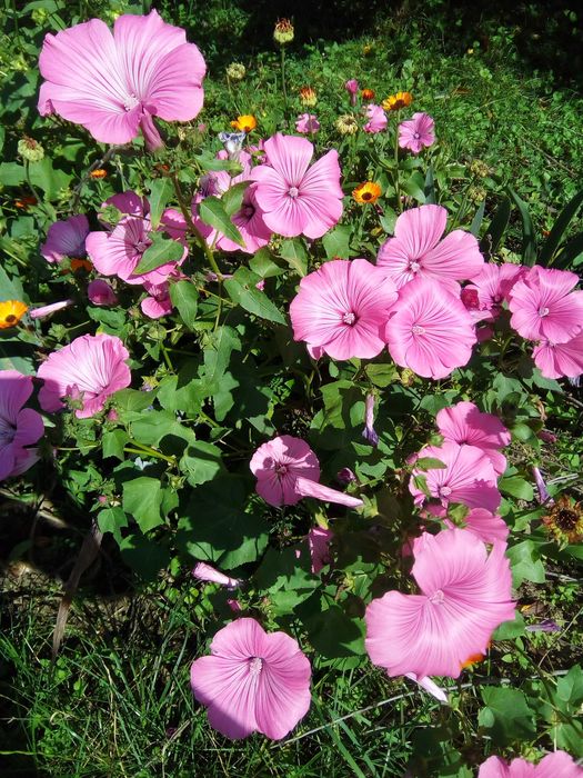 Циннія, айстра, чорнобривці мікс насіння