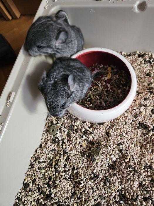 Sprzedam samiczki standart