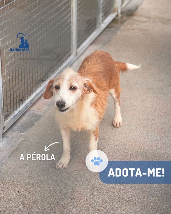 Perola cadela porte medio- pequeno