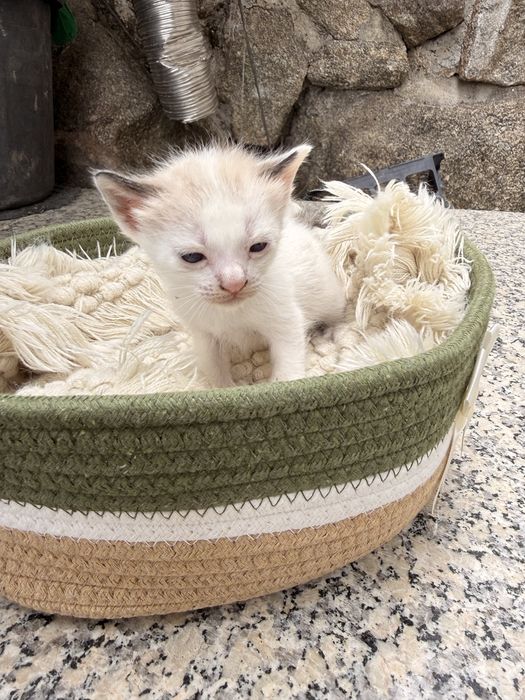 Gatinhos bebes para adocao responsavel