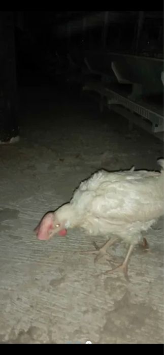 Кури Несучки Ломан Сенді