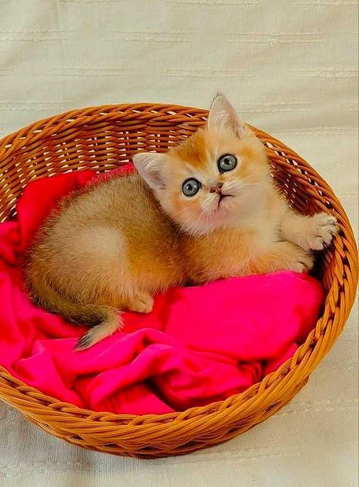 Шотландские котята (ЗОЛОТАЯ ШИНШИЛЛА)