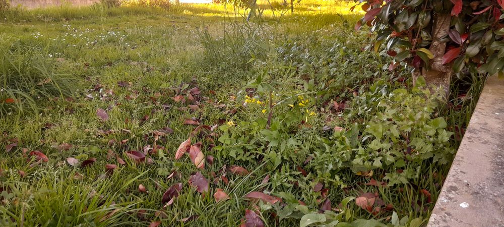 ServiLimpezas terrenos