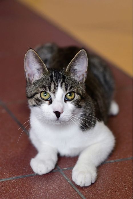 4 miesięczny kot do adopcji
