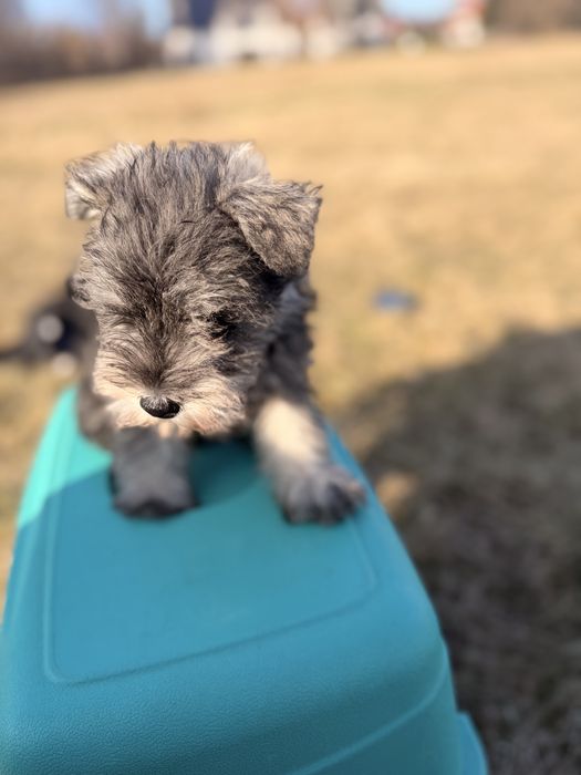 Sznaucer miniatura Pieprz  i sól Metryka