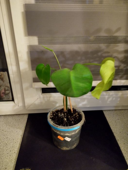 Маленькая Монстера.