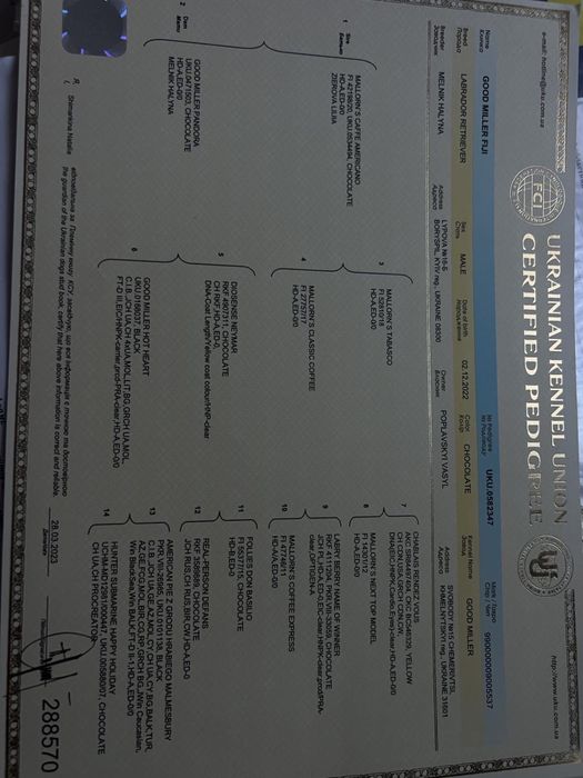 Шоколадні хлопці!!!