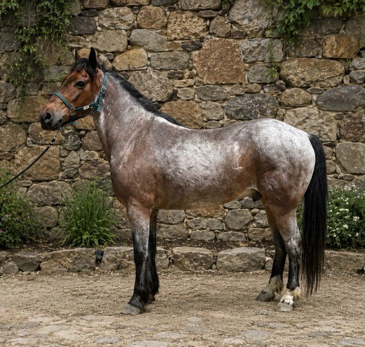 Cavalo manso montado