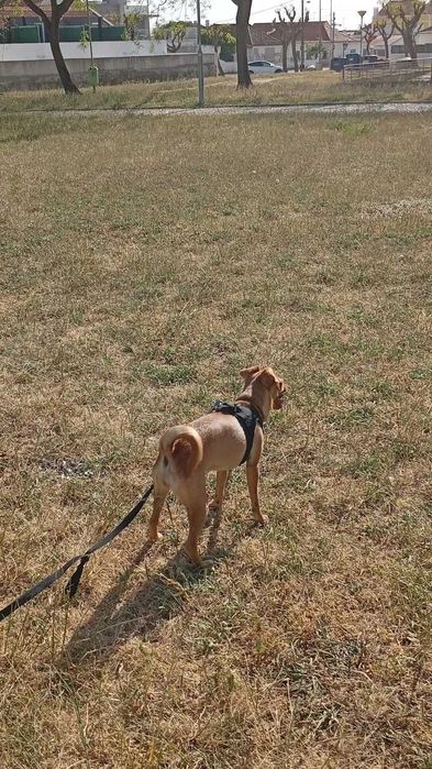 pinscher fêmea 9 meses