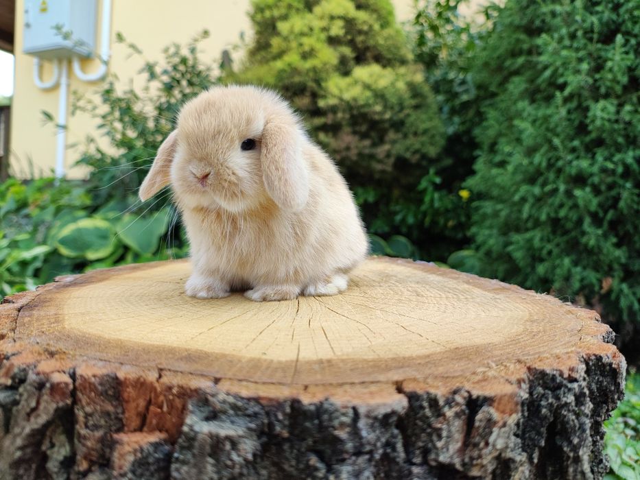 Urocze króliczki Karzełek Teddy i Mini Lop. Wolne maluszki