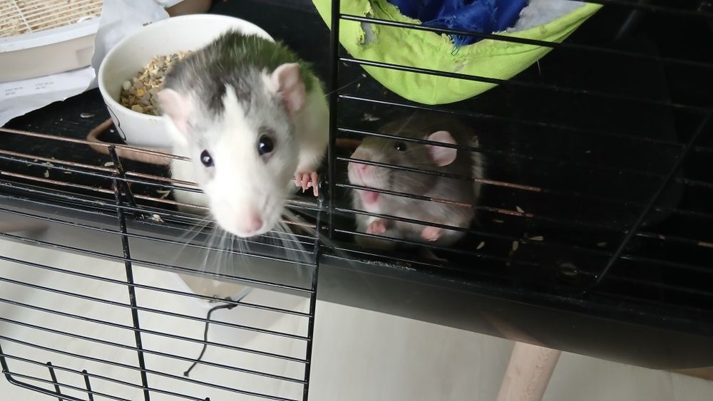 Szczury , szczurki dumbo