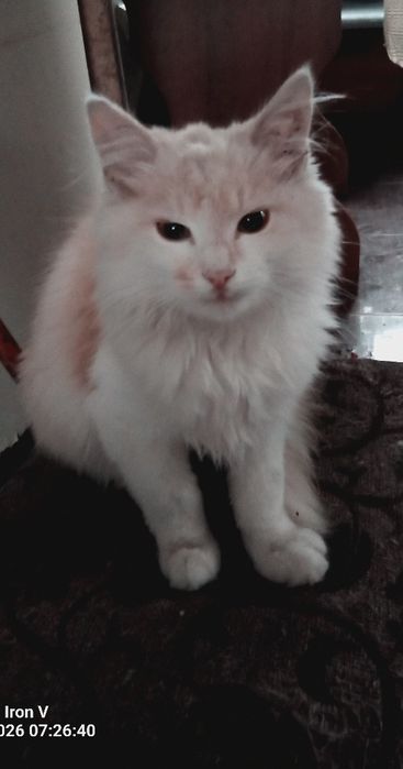 Кошеня Котик віддам
