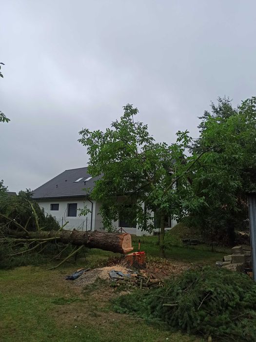 Wycinka drzew, usuwanie pni niedrogo.